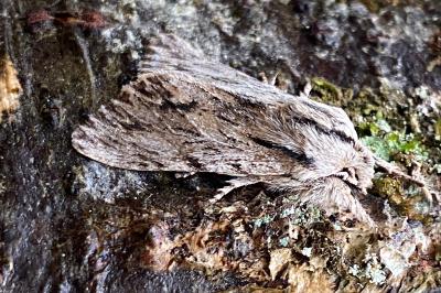 <i>Asteroscopus sphinx</i>
