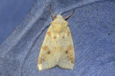 <i>Cirrhia icteritia</i>