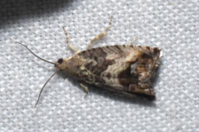<i>Cydia splendana</i>