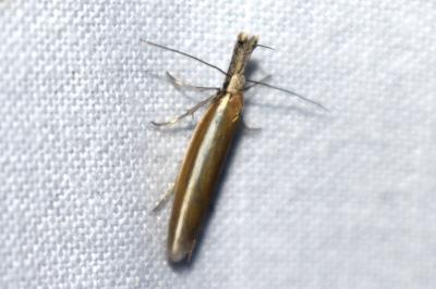 <i>Pleurota aristella</i>