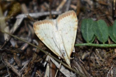 <i>Udea institalis</i>
