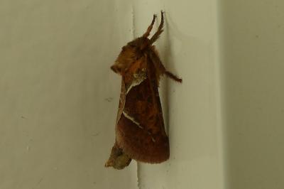 <i>Triodia sylvina</i>
