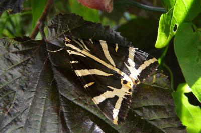 <i>Euplagia quadripunctaria</i>