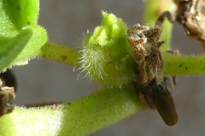 <i>Cacyreus marshalli</i>