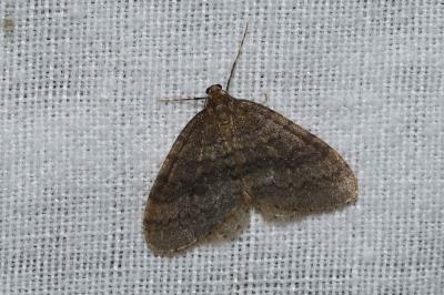 <i>Operophtera brumata</i>