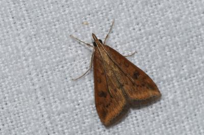 <i>Udea ferrugalis</i>