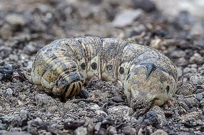 <i>Agrius convolvuli</i>