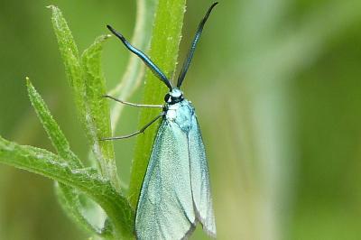 <i>Jordanita globulariae</i>