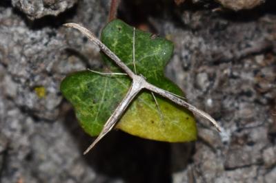 <i>Emmelina monodactyla</i>