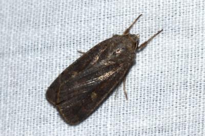 <i>Xestia xanthographa</i>