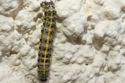 <i>Orthosia miniosa</i>