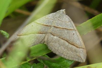 <i>Scotopteryx</i>