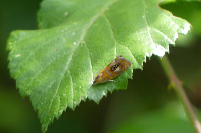 <i>Olethreutes arcuella</i>