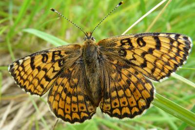 <i>Melitaea cinxia</i>