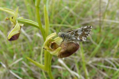 <i>Pyrgus malvae</i>