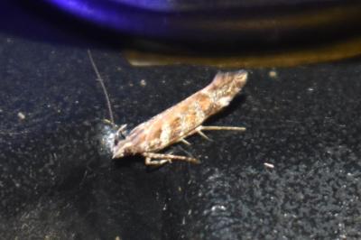 <i>Aristotelia decoratella</i>
