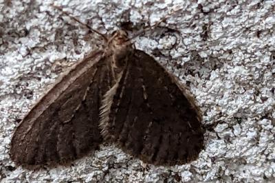 <i>Operophtera brumata</i>