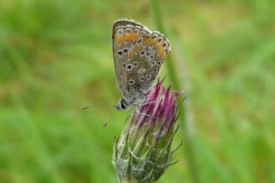 <i>Aricia agestis</i>