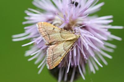 <i>Endotricha flammealis</i>