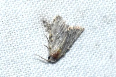 <i>Meganola strigula</i>