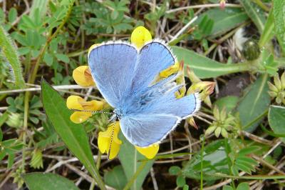 <i>Lysandra bellargus</i>