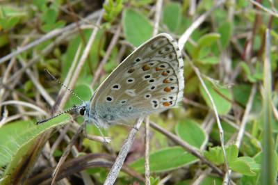 <i>Lysandra bellargus</i>