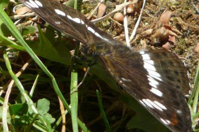 <i>Limenitis camilla</i>