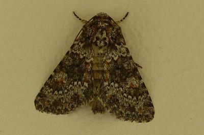 <i>Hecatera dysodea</i>