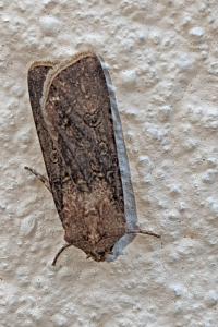 <i>Agrotis segetum</i>