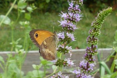 <i>Pyronia tithonus</i>