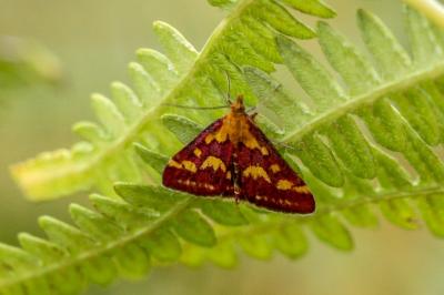 <i>Pyrausta purpuralis</i>