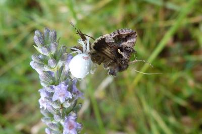 <i>Autographa gamma</i>