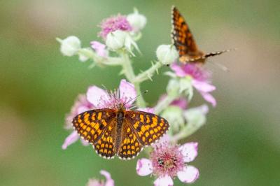 <i>Melitaea athalia</i>