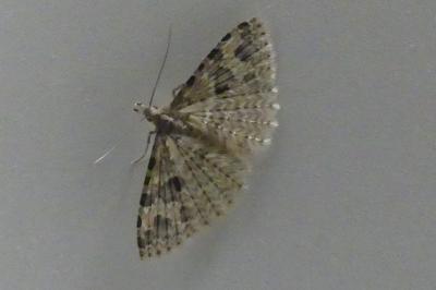 <i>Alucita hexadactyla</i>