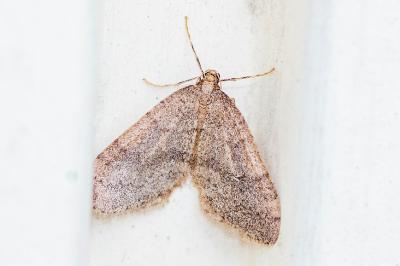 <i>Operophtera brumata</i>