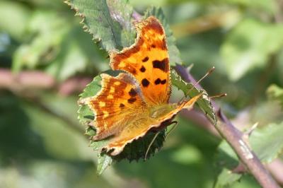 <i>Polygonia c-album</i>