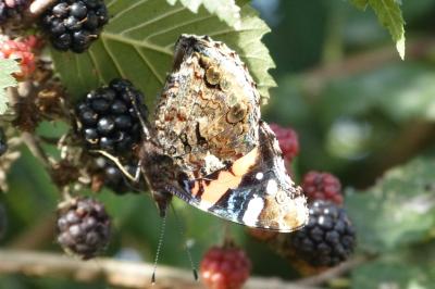 <i>Vanessa atalanta</i>