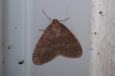 <i>Operophtera brumata</i>