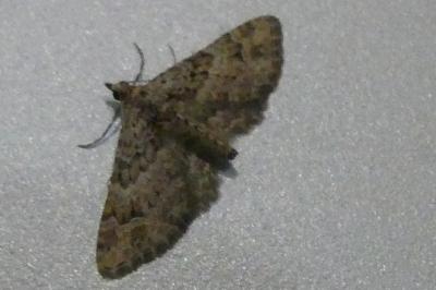 <i>Gymnoscelis rufifasciata</i>