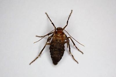<i>Operophtera</i>