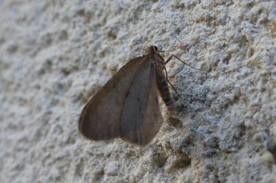 <i>Operophtera brumata</i>