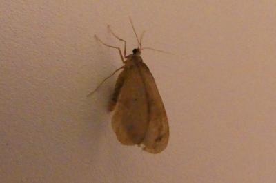 <i>Operophtera brumata</i>