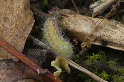 <i>Cacyreus marshalli</i>