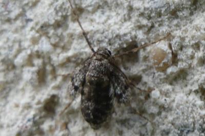 <i>Operophtera</i>