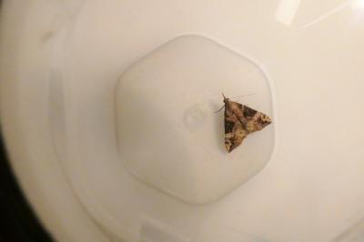 <i>Hypena obsitalis</i>