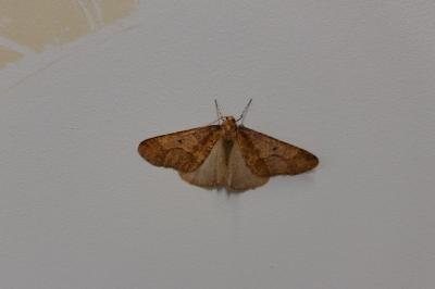 <i>Erannis defoliaria</i>