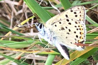 <i>Lycaena tityrus</i>