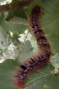 <i>Lasiocampa quercus</i>
