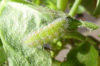<i>Cacyreus marshalli</i>