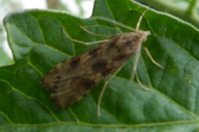 <i>Nomophila noctuella</i>